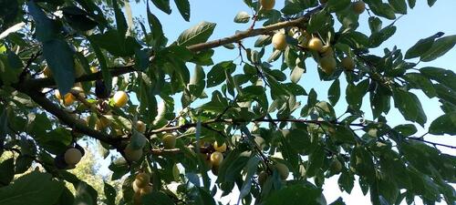 Foto - Grundst&uuml;ck zur Miete in Straubing