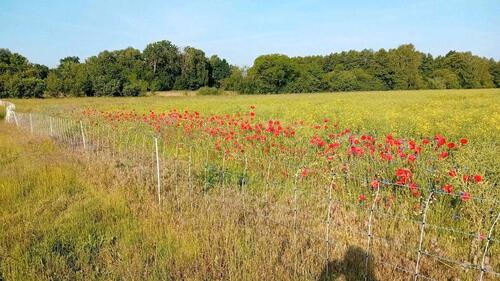 Foto - Massive Baukonstruktion mit großem Grundstück in ruhiger lage