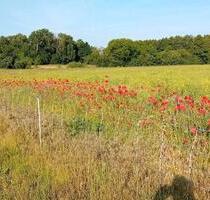 Massive Baukonstruktion mit großem Grundstück in ruhiger lage - Finsterwalde