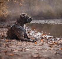 Urlaubsglück auf 4 Pfoten - 85,00&nbsp;EUR Kaltmiete, in Mirow (PLZ: 17252)