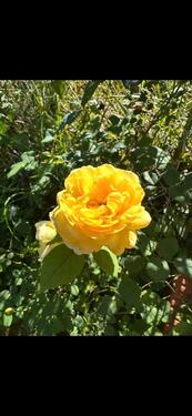 Foto - Gartengrundstücke zur Pacht in traumhafter Lage in S-Uhlbach