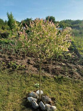 Foto - Grundst&uuml;ck in Hildesheim zur Miete