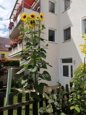 Foto - 1 Zimmer Etagenwohnung zur Miete in Schwedt (Oder)