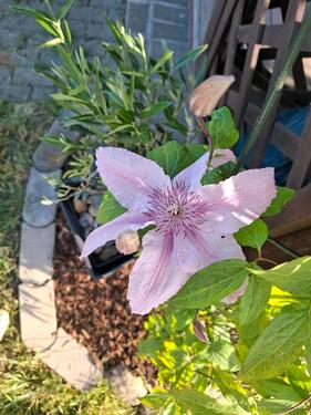 Foto - Grundstück in Calvörde