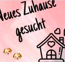 Erdgeschoss mit Garten oder Dachgeschoss mit Aufzug - Borken