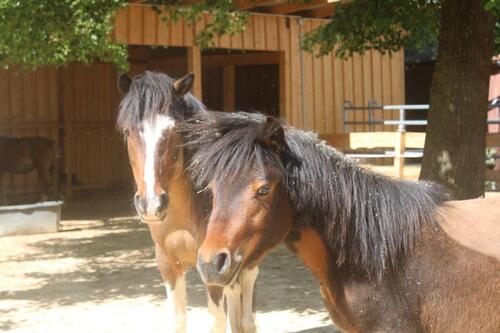 Foto - Ferienwohnung auf dem Reiterhof * Urlaub mit Pferden