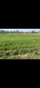 Foto - Weide, Wiese, Grünland - 500,00&nbsp;EUR Kaltmiete, ca.&nbsp; 0,00&nbsp;m&sup2;