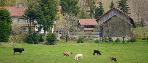 Foto - Urlaub auf dem Simmerlhof - 4*Ferienwohnung* 05.04-12.04.26 2E+2K