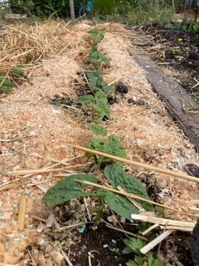 Foto - Grundst&uuml;ck zur Miete in Leipzig