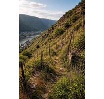 kleine Weinbergsparzelle in Steillage an der Mosel zu verpachten - Peterswald-Löffelscheid