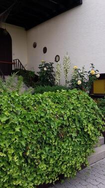 Foto - 2 Zimmer Erdgeschoßwohnung in Asbach