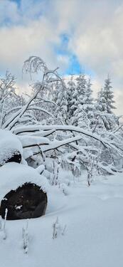 Foto - andere in Harz (LK Goslar)