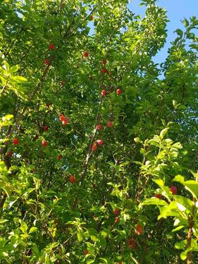 Foto - Grundstück zur Miete in Leipzig
