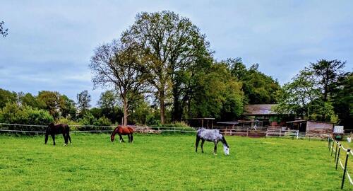 Foto - Reit-Anwesen: Stallung, Scheune + Reitplatz 2 Gen.-Wohnen mögl.