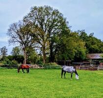 Reit-Anwesen: Stallung, Scheune + Reitplatz 2 Gen.-Wohnen mögl. - Bad Bramstedt