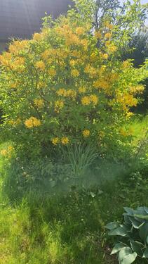 Foto - Einfamilienhaus in Mittelangeln zum Kaufen