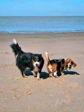 Foto - andere in Krummhörn