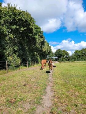 Foto - 2 Zimmer Etagenwohnung in Cuxhaven
