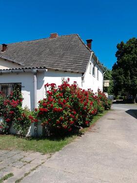 Foto - 5 Zimmer Einfamilienhaus zum Kaufen in Amt Neuhaus