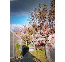 Kleingarten in Coswig - 3.000,00&nbsp;EUR Kaltmiete, ca.&nbsp; 0,00&nbsp;m&sup2; in Coswig (PLZ: 01640)