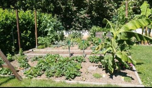 Foto - Pachtgarten 319m² in Taucha abzugeben - Garten