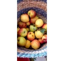 Garten in Lütten klein - 6.500,00&nbsp;EUR Kaufpreis, ca.&nbsp; 0,00&nbsp;m&sup2; in Elmenhorst/Lichtenhagen (PLZ: 18107)