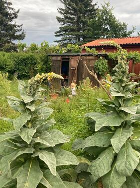 Foto - Grundst&uuml;ck in Mühlhausen (Thüringen)