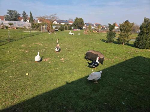 Foto - Grundst&uuml;ck in Landau in der Pfalz