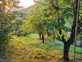 Foto - Garten mit Wasseranschluss in Untertürkheim zu verpachten