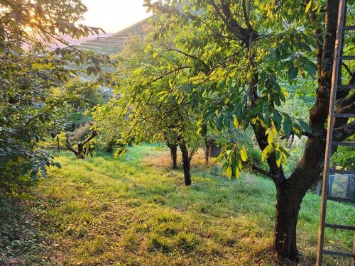Foto - Garten mit Wasseranschluss in Untertürkheim zu verpachten