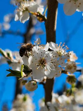 Foto - Grundst&uuml;ck in Chemnitz zur Miete