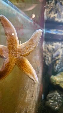 Foto - 2026 ⚓️ Nordsee 〰️ Ferienhaus Ferienwohnung 〰️ LastMinute