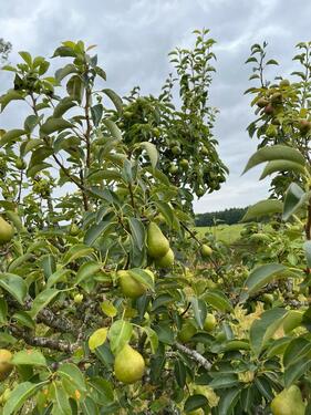 Foto - Grundst&uuml;ck in Bad Sülze zur Miete