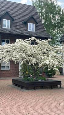 Foto - Etagenwohnung in Chemnitz zur Miete