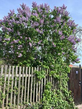 Foto - Pachtgarten Garten 900 m2 mit Laube 60 m2 Gotha am Schmalen Rain