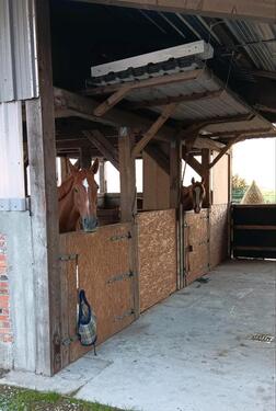 Foto - 5 Zimmer Bauernhaus, Landhaus in Klanxbüll