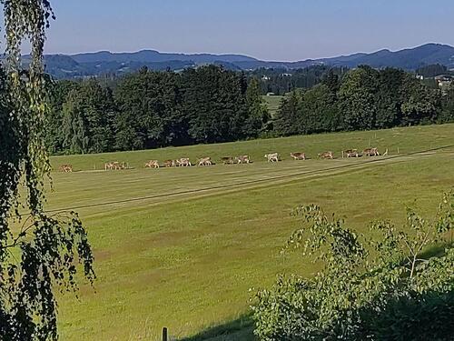 Foto - Wohnen auf Zeit, ruhige Lage im Grünen und doch nicht abgelegen