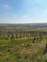 Foto - Weinberg in Gau-Bickelheim (Wissberg) zu verpachten