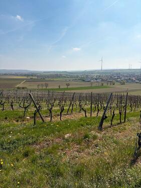 Foto - Weinberg in Gau-Bickelheim (Wissberg) zu verpachten