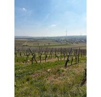 Weinberg in Gau-Bickelheim (Wissberg) zu verpachten