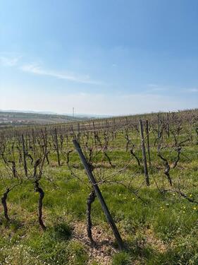 Foto - Grundst&uuml;ck zur Miete in Gau-Bickelheim