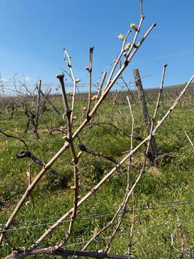 Foto - Grundst&uuml;ck in Gau-Bickelheim