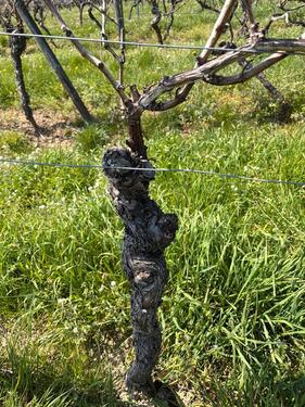 Foto - Grundst&uuml;ck in Gau-Bickelheim zur Miete