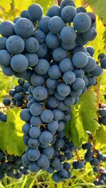 Foto - Kleiner Weinberg für Hobby-Wengeter