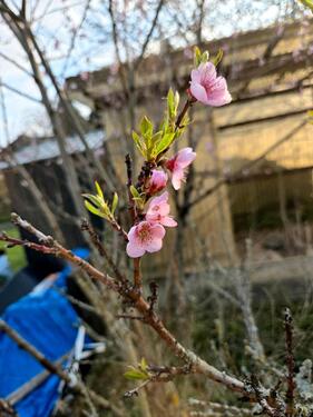 Foto - Grundst&uuml;ck in Klingenberg
