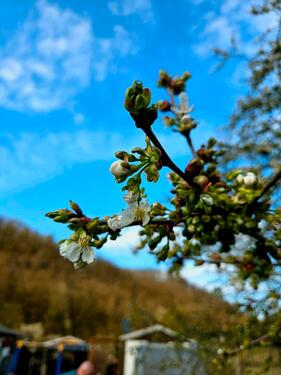 Foto - Grundst&uuml;ck in Klingenberg zur Miete