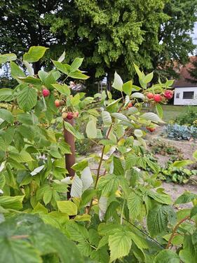 Foto - Grundst&uuml;ck in Bautzen zur Miete