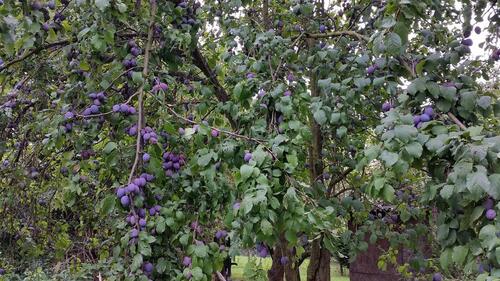 Foto - Schönes Grundstück Garten Wingertsberg Dietzenbach zu verpachten