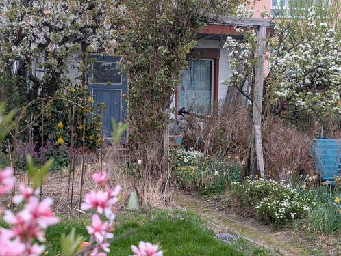 Foto - Garten mit Baumbestand und solider Laube abzugeben