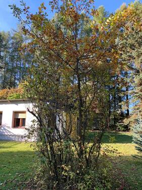 Foto - Grundst&uuml;ck in Kottmar zur Miete